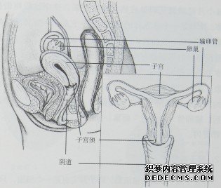 女性生殖系統