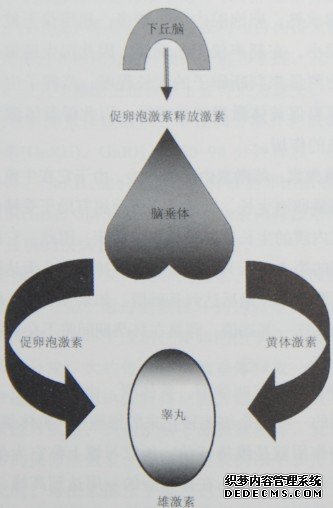 圖1-10  男性生殖激素